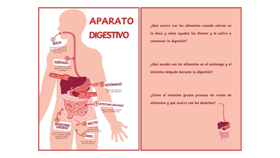 Ejemplo de flashcard del cuerpo humano