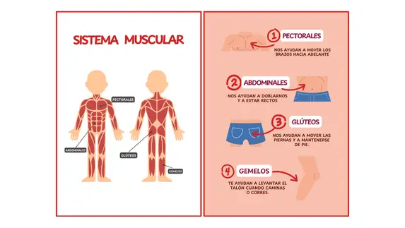 Niño aprendiendo con flashcards del cuerpo humano
